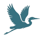 Great blue heron in flight